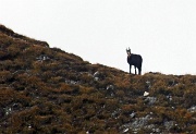 95 camoscio in osservazione....